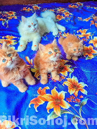 Persian baby for sale